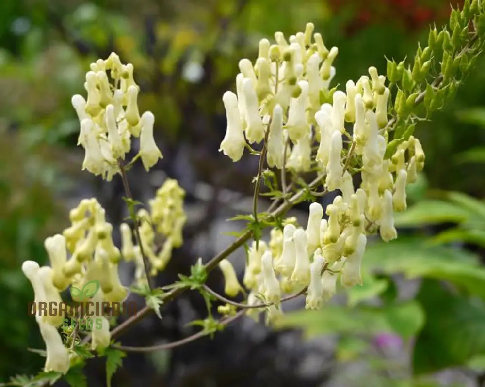 Aconitum Lamarckii Seeds Enchant Your Garden With Its Graceful Beauty