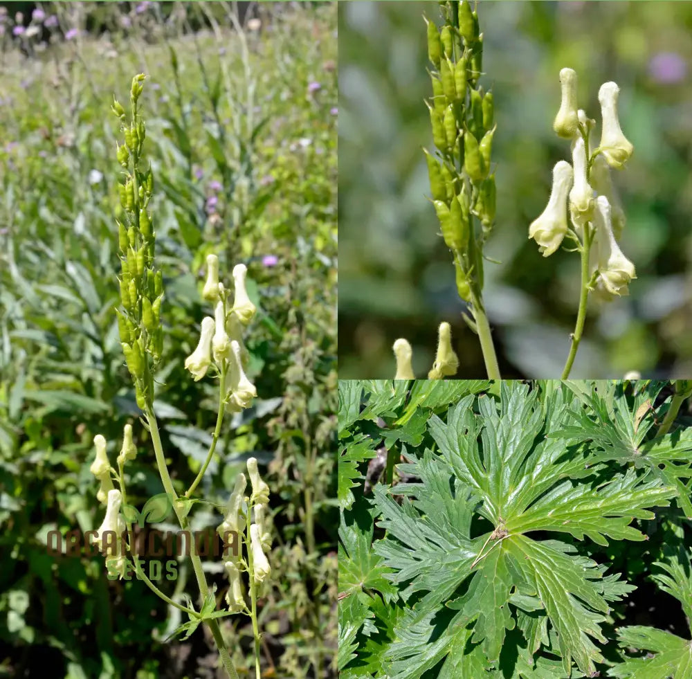 Aconitum Lamarckii Seeds Enchant Your Garden With Its Graceful Beauty