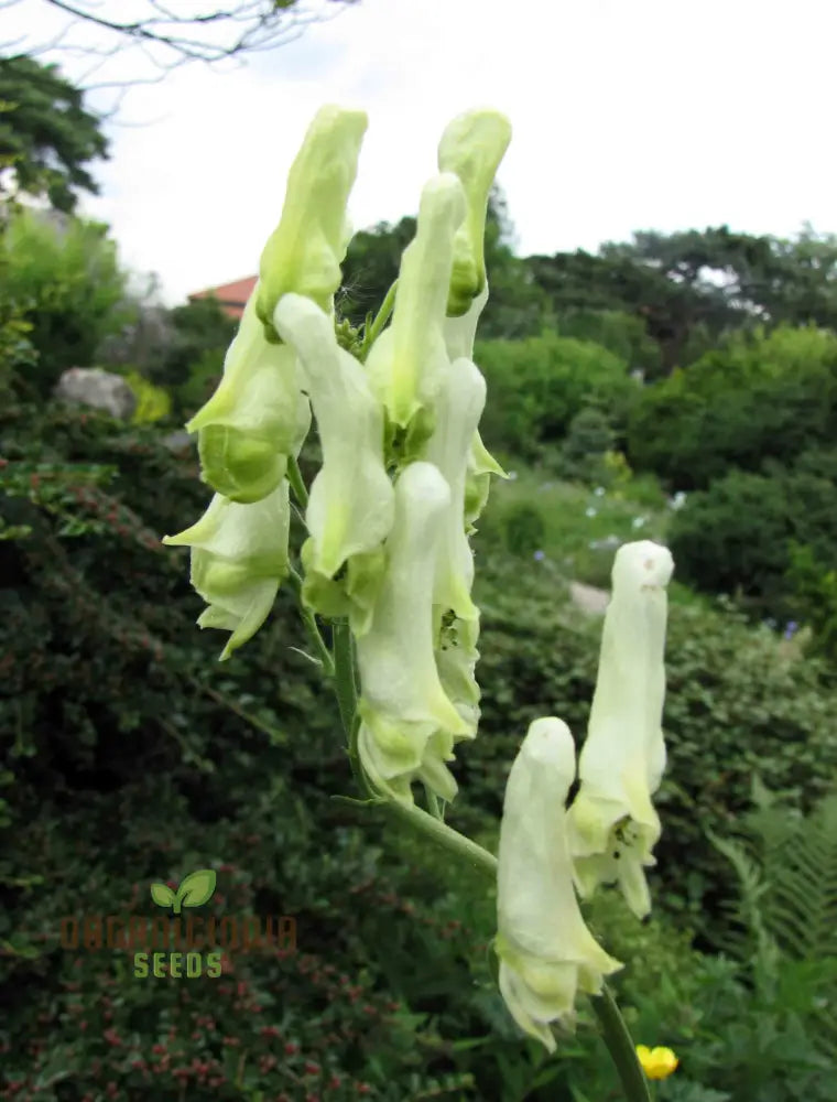 Aconitum Lamarckii Seeds Enchant Your Garden With Its Graceful Beauty