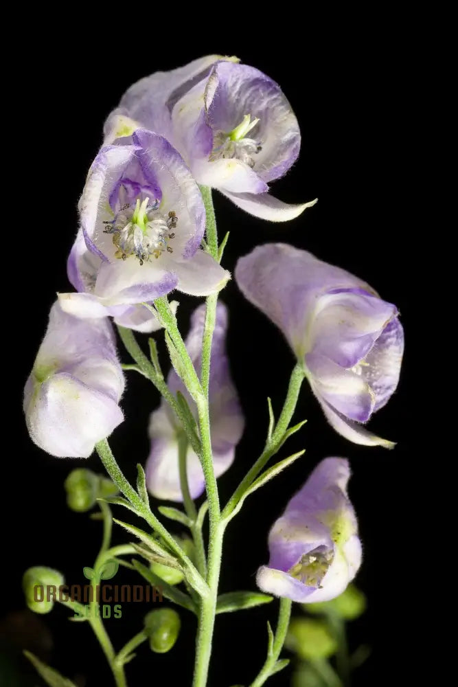 Aconitum Sachalinense Flower Seeds Add Elegance To Your Garden For Planting