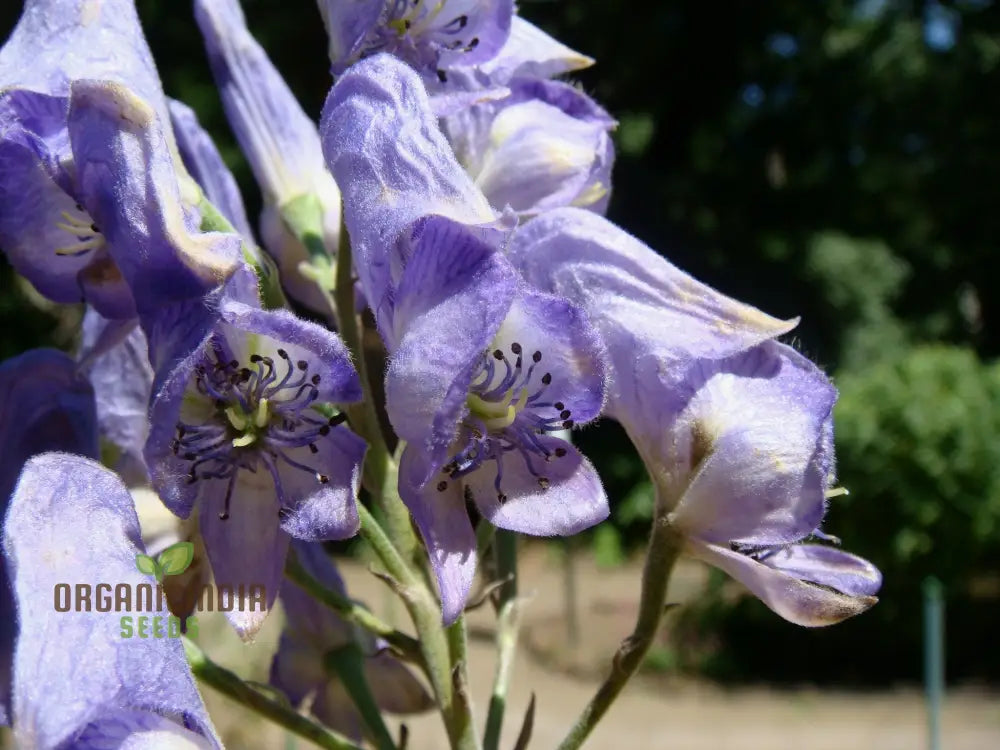 Aconitum Sachalinense Flower Seeds Add Elegance To Your Garden For Planting