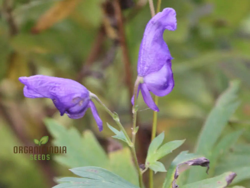 Aconitum Sachalinense Flower Seeds Add Elegance To Your Garden For Planting