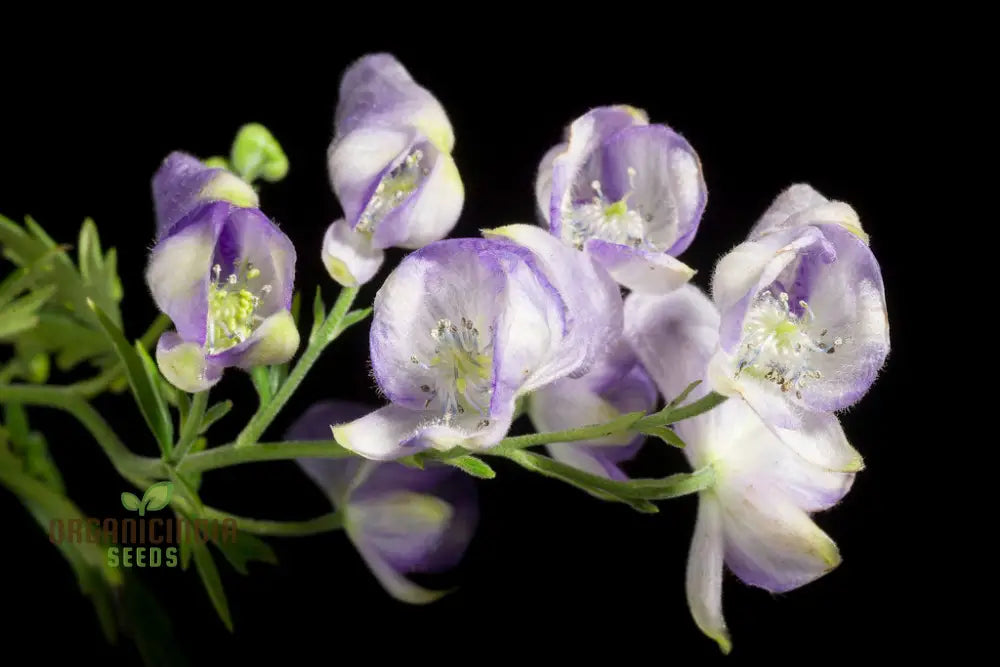 Aconitum Sachalinense Flower Seeds Add Elegance To Your Garden For Planting