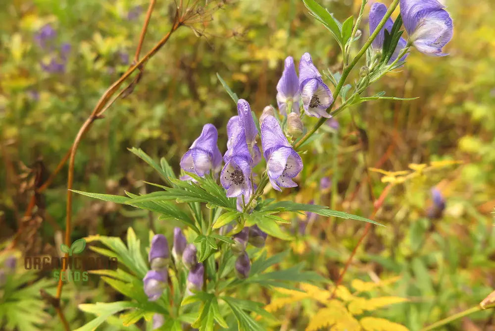 Aconitum Sachalinense Flower Seeds Add Elegance To Your Garden For Planting