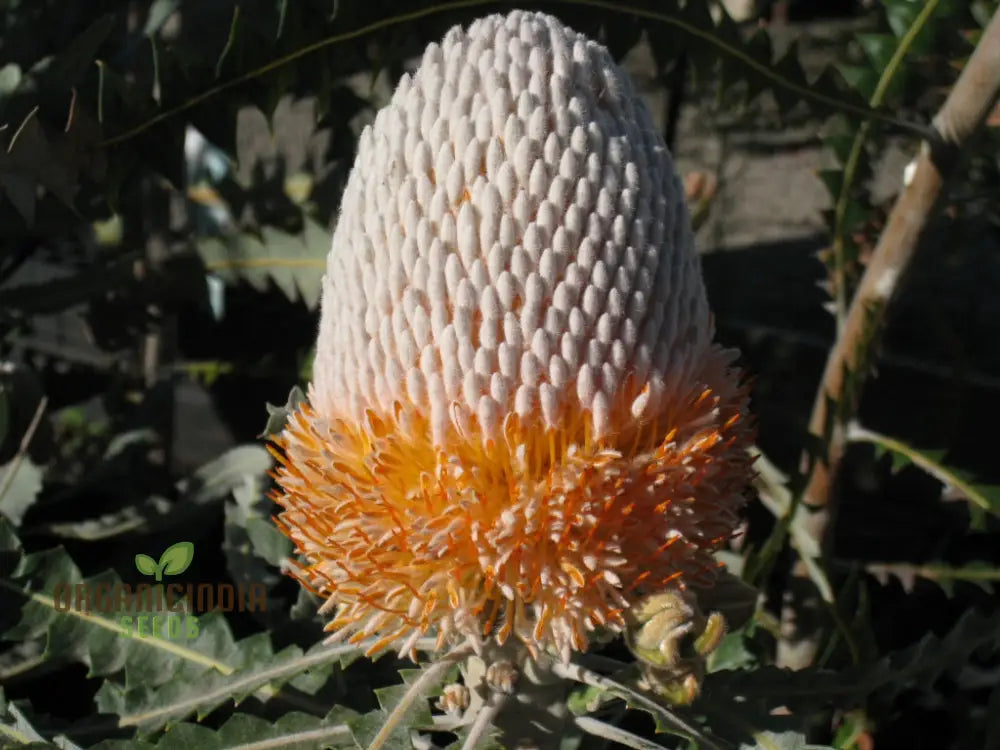 Acorn Banksia Wildflower Seeds - Exquisite Addition To Your Gardening Collection