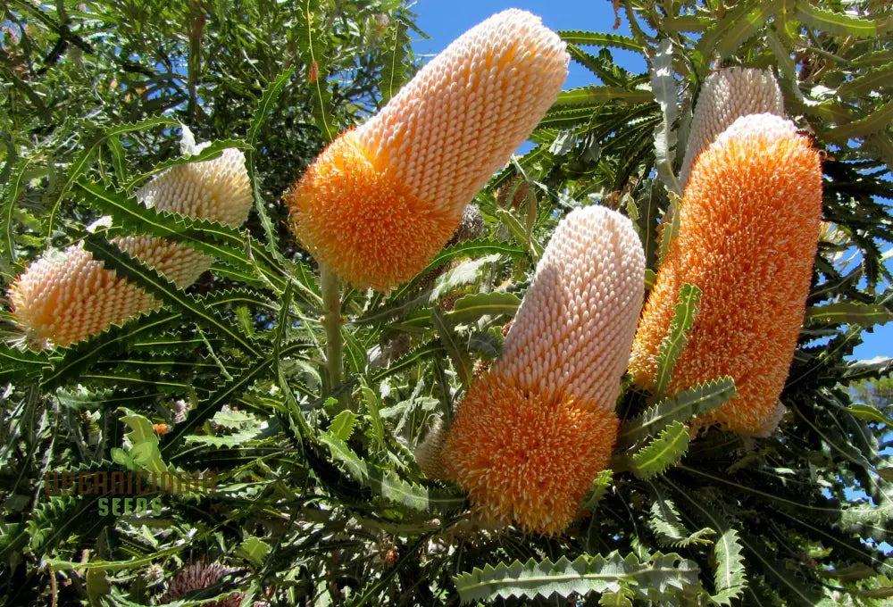 Acorn Banksia Wildflower Seeds - Exquisite Addition To Your Gardening Collection