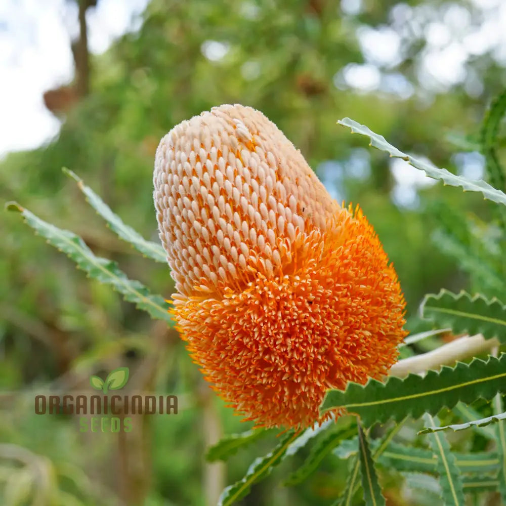 Acorn Banksia Wildflower Seeds - Exquisite Addition To Your Gardening Collection