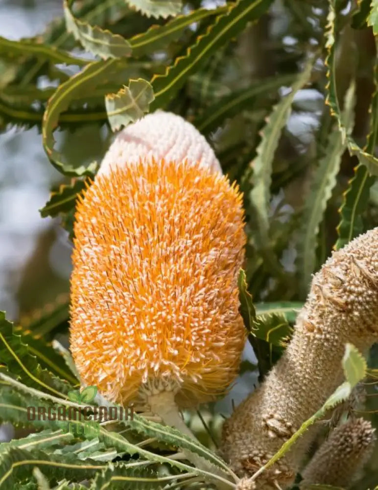 Acorn Banksia Wildflower Seeds - Exquisite Addition To Your Gardening Collection