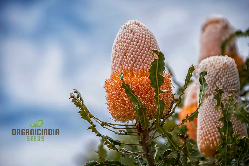 Acorn Banksia Wildflower Seeds - Exquisite Addition To Your Gardening Collection