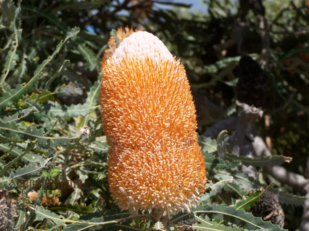 Acorn Banksia Wildflower Seeds - Exquisite Addition To Your Gardening Collection