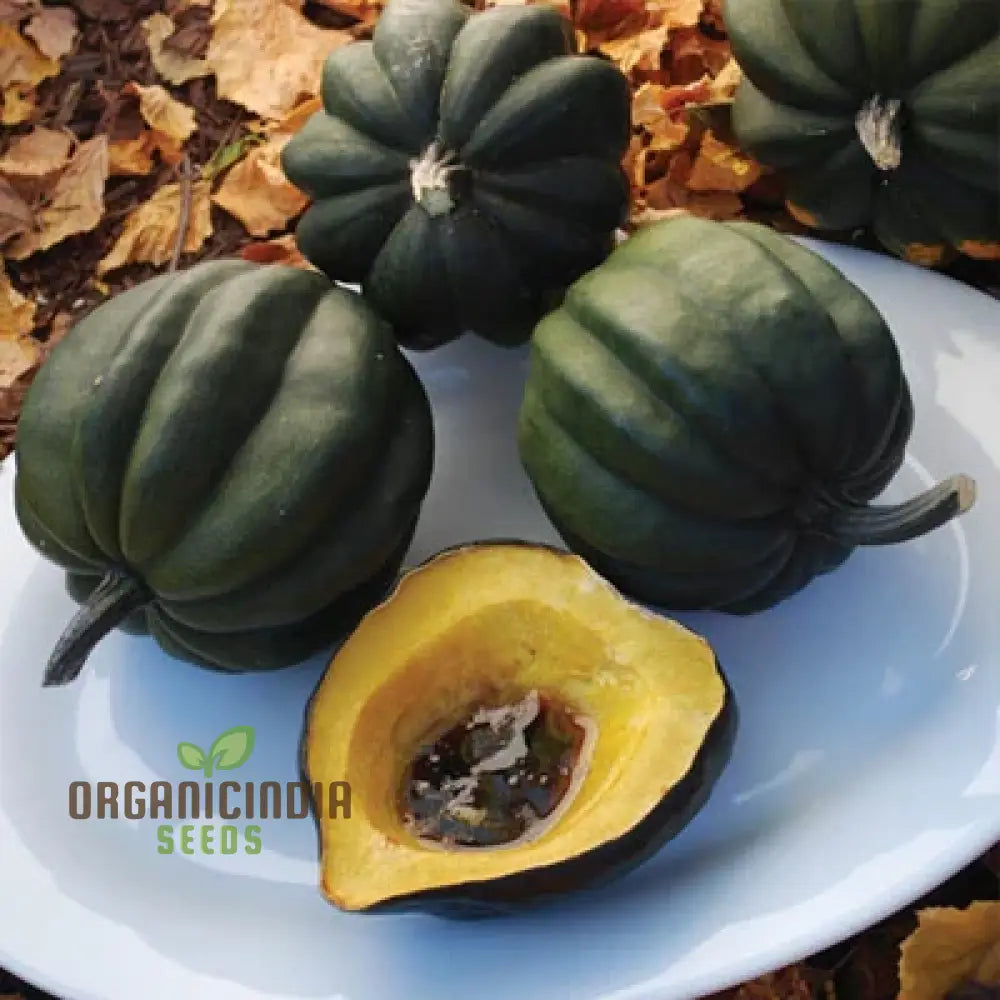 Acorn Table Queen For Gardening Enthusiasts | High-Quality Seeds Thriving Gardens And Bountiful