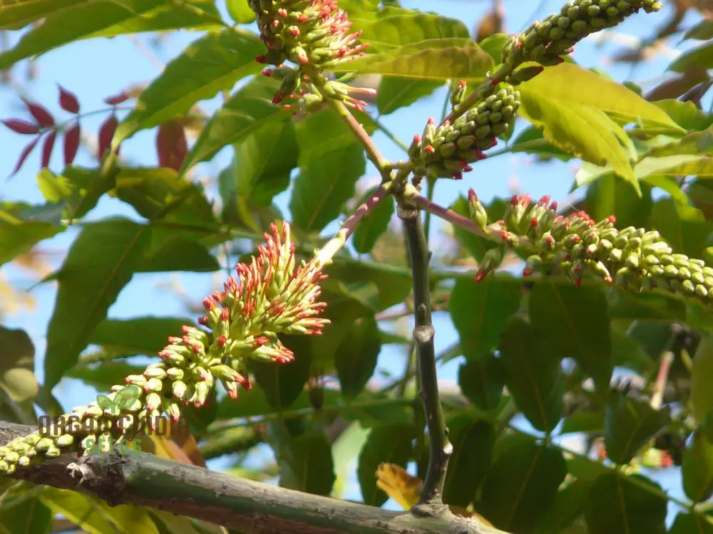 Acrocarpus Fraxinifolius Transform Your Garden With Exotic Beauty