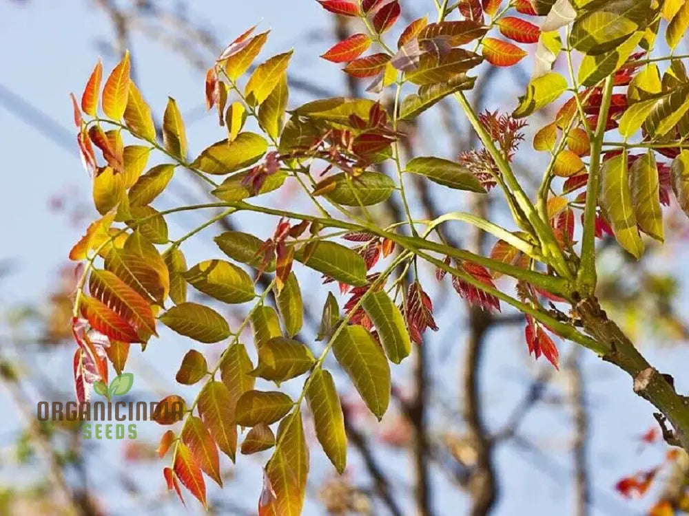 Acrocarpus Fraxinifolius Transform Your Garden With Exotic Beauty