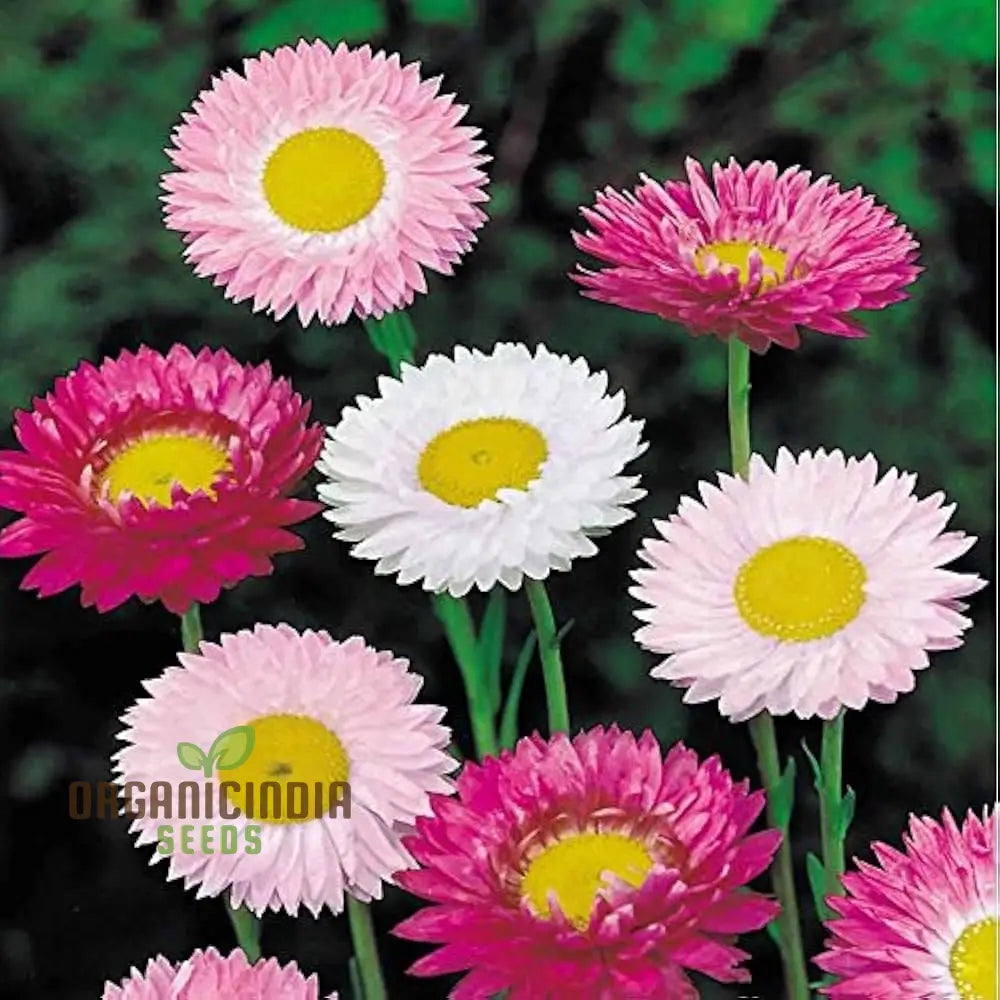 Acroclinium Mix Open Pollination Seeds - Ideal For Planting Extensive Seed Variety Your Garden