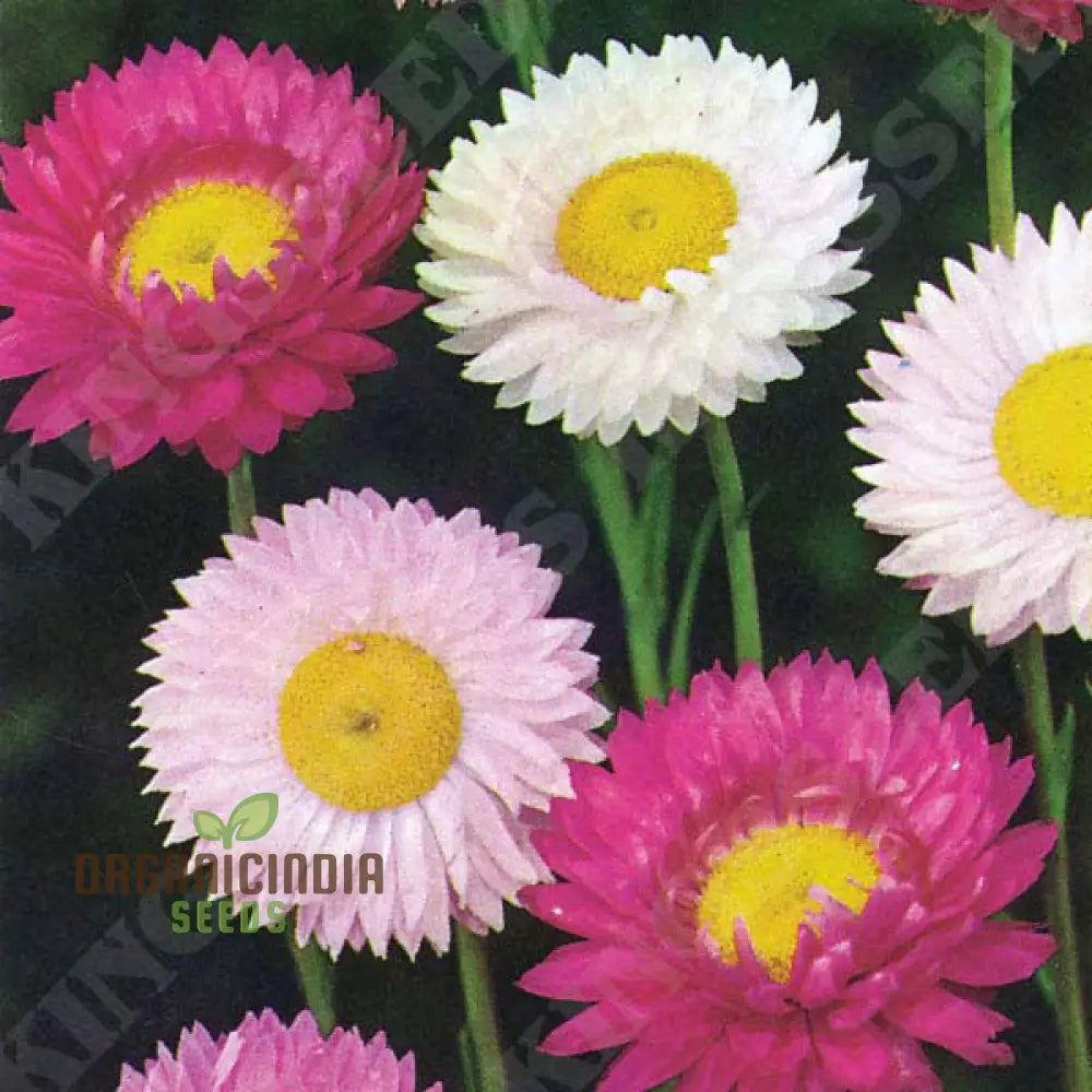 Acroclinium Mix Open Pollination Seeds - Ideal For Planting Extensive Seed Variety Your Garden