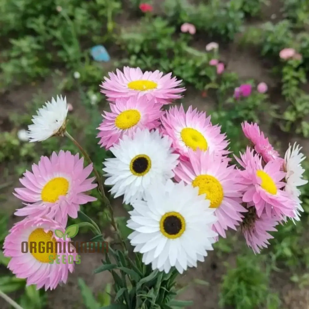 Acroclinium Mix Open Pollination Seeds - Ideal For Planting Extensive Seed Variety Your Garden