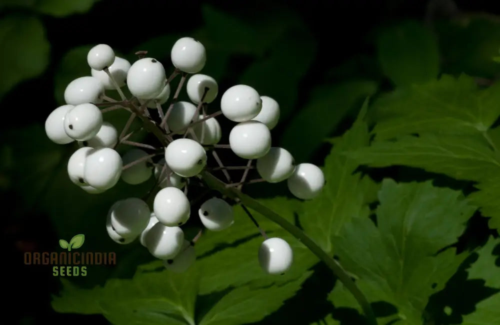 Actaea Rubra F. Neglecta Seeds Bring Vibrant Shades To Your Garden