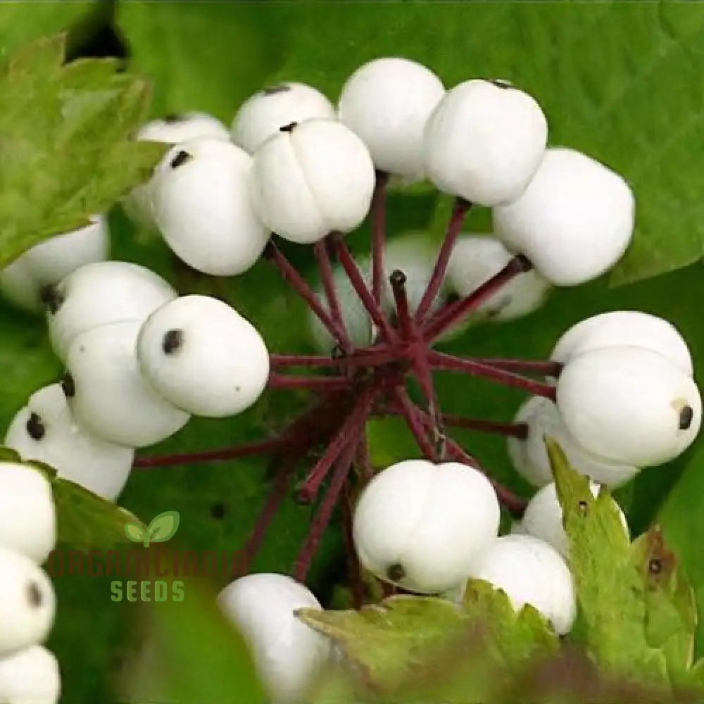 Actaea Rubra F. Neglecta Seeds Bring Vibrant Shades To Your Garden