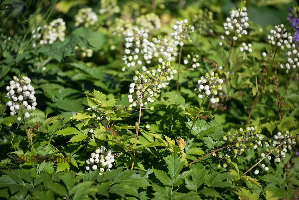 Actaea Rubra F. Neglecta Seeds Bring Vibrant Shades To Your Garden