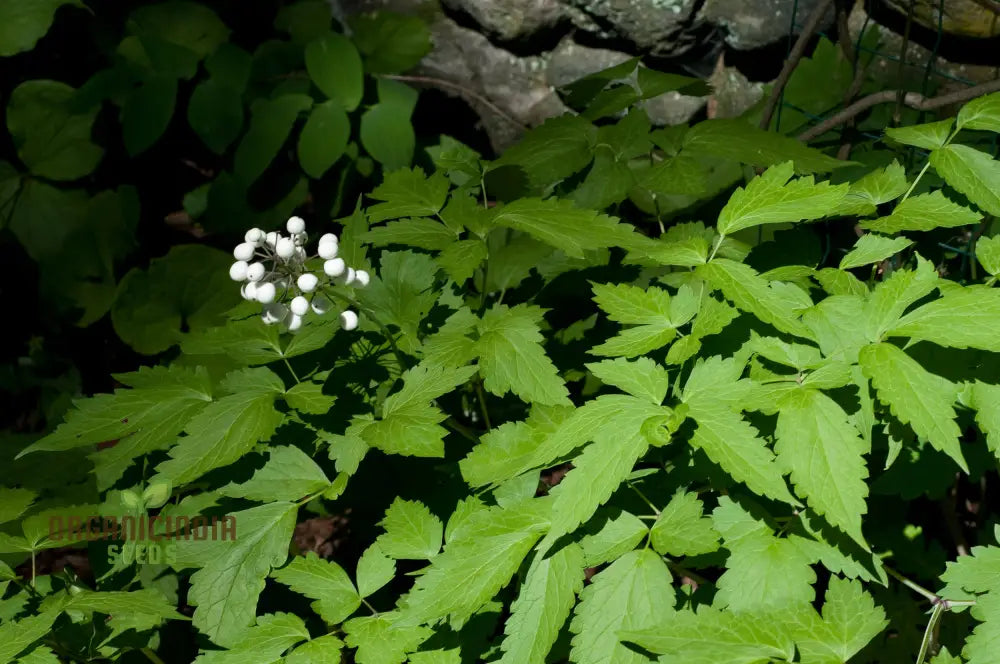 Actaea Rubra F. Neglecta Seeds Bring Vibrant Shades To Your Garden