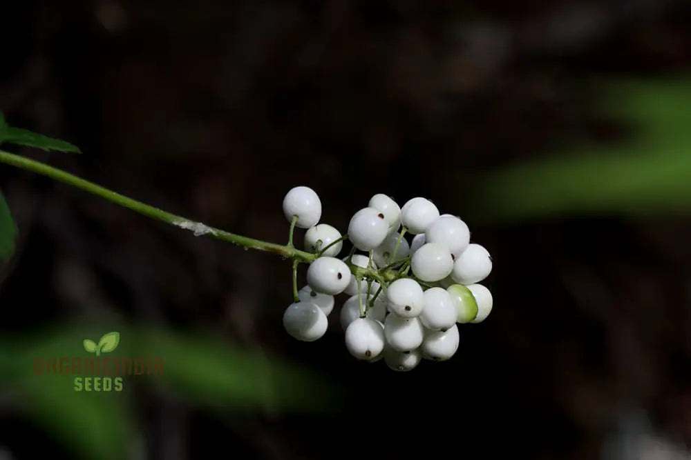 Actaea Rubra F. Neglecta Seeds Bring Vibrant Shades To Your Garden