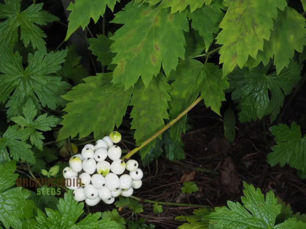 Actaea Rubra F. Neglecta Seeds Bring Vibrant Shades To Your Garden