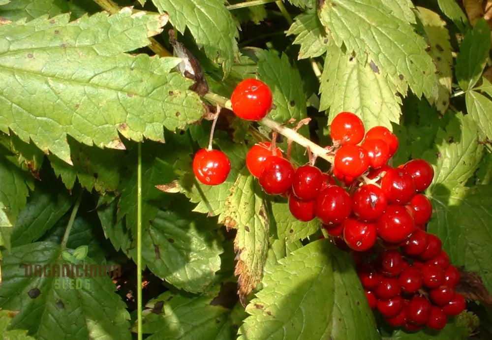 Actaea Rubra Seeds Enhance Your Garden With Nature’s Beauty