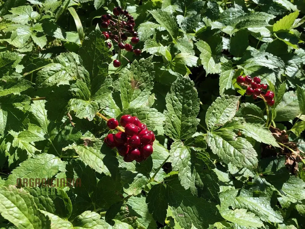 Actaea Rubra Seeds Enhance Your Garden With Nature’s Beauty