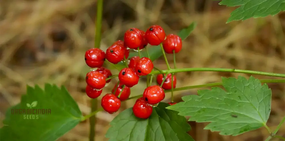 Actaea Rubra Seeds Enhance Your Garden With Nature’s Beauty