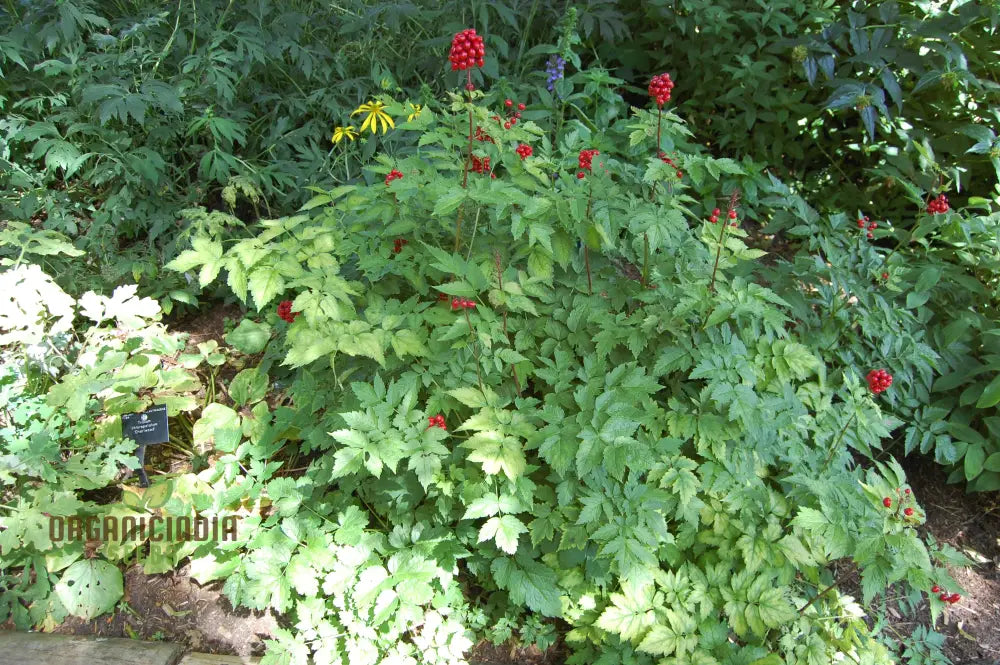 Actaea Rubra Seeds Enhance Your Garden With Nature’s Beauty