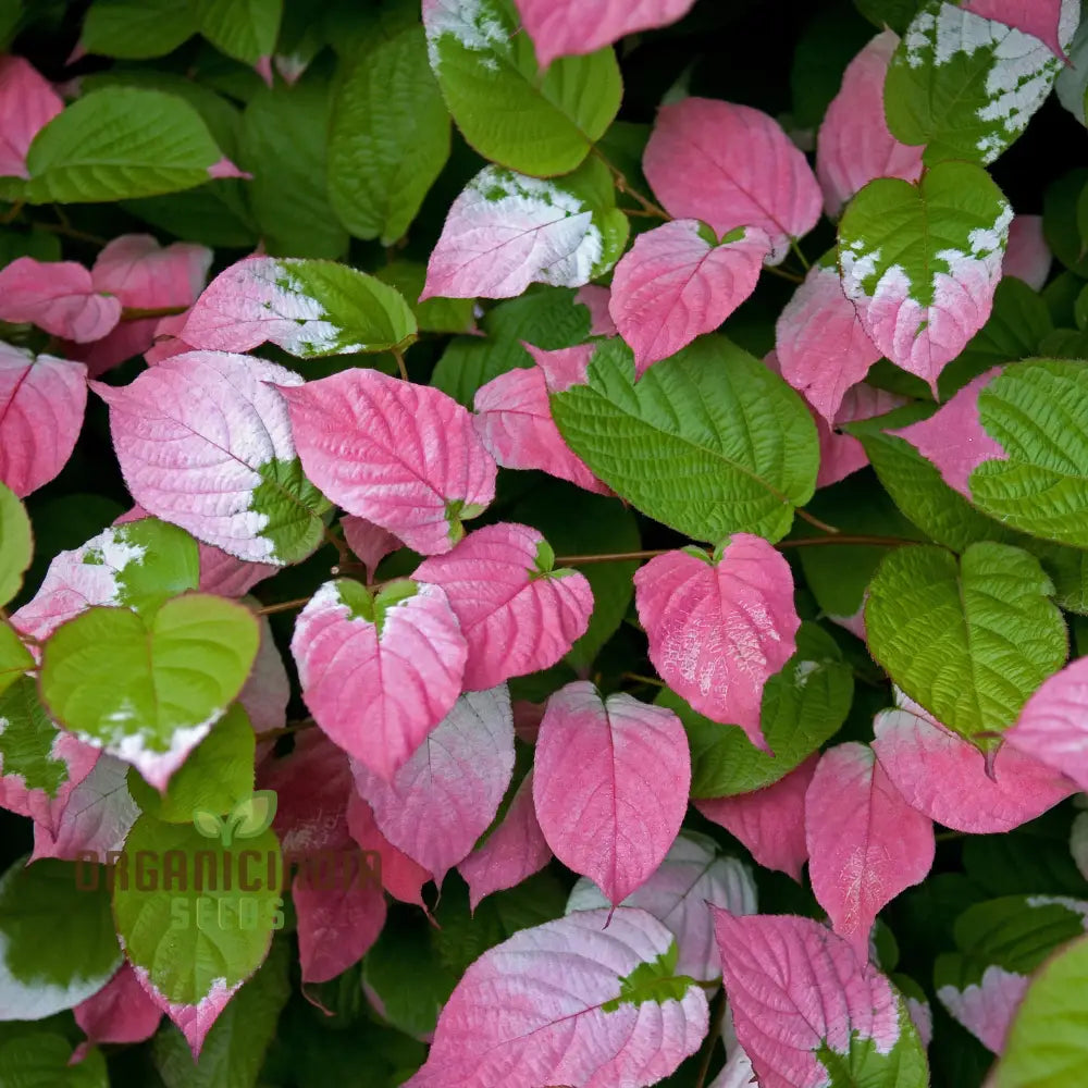 Actinidia Kolomikta Seeds For Planting Ornamental Kiwi Vine For Your Garden