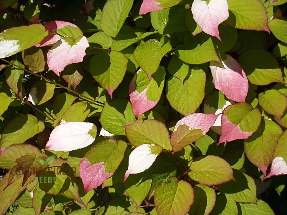 Actinidia Kolomikta Seeds For Planting Ornamental Kiwi Vine For Your Garden