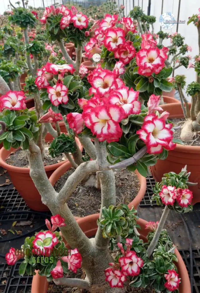 Adenium Imported Flower Seeds For Gardening Enthusiasts | Perfect Lengthy Blooming Seasons