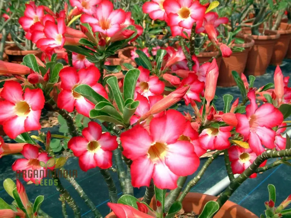 Adenium Imported Flower Seeds For Gardening Enthusiasts | Perfect Lengthy Blooming Seasons