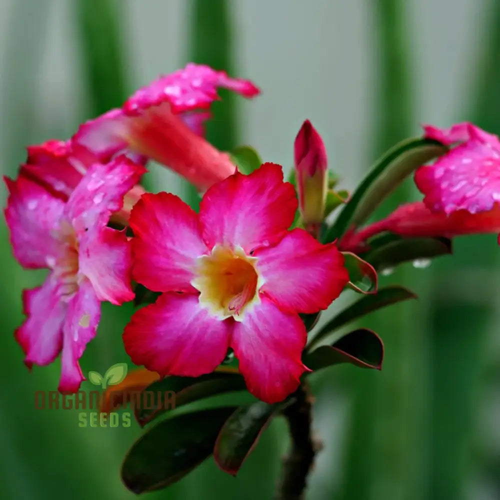 Adenium Imported Flower Seeds For Gardening Enthusiasts | Perfect Lengthy Blooming Seasons