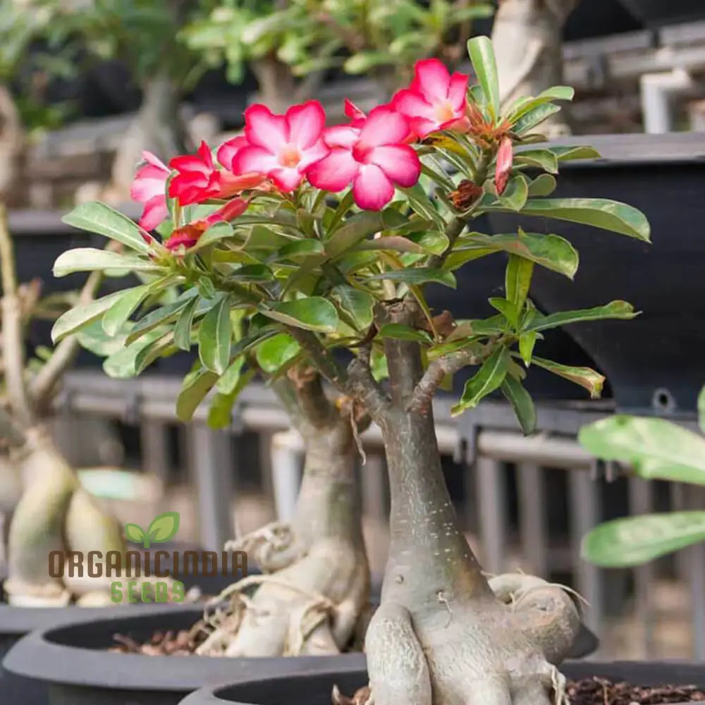 Adenium Imported Flower Seeds For Gardening Enthusiasts | Perfect Lengthy Blooming Seasons