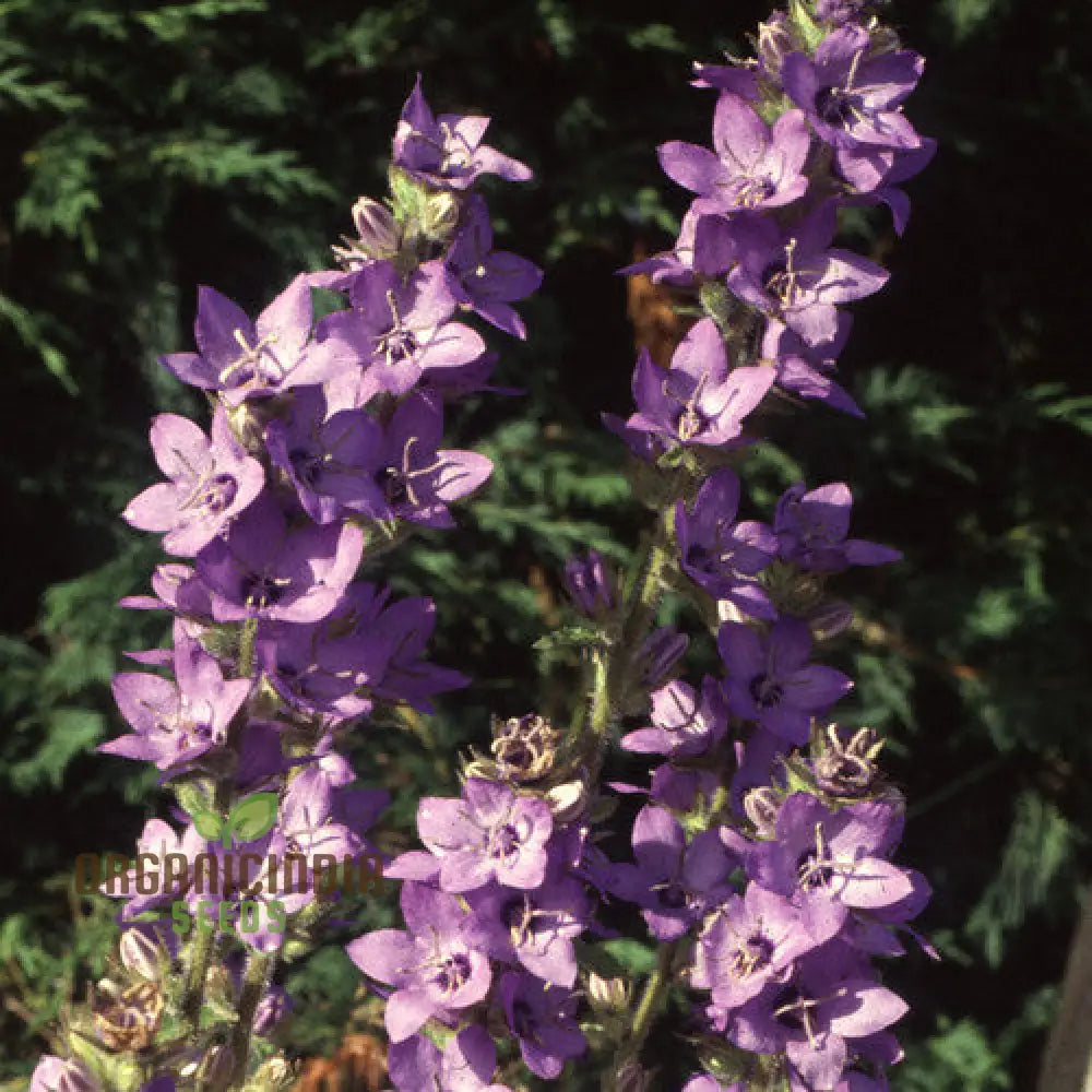 Adenophora Khasiana Seeds For Planting Enhance Your Garden With Exquisite Floral Beauty