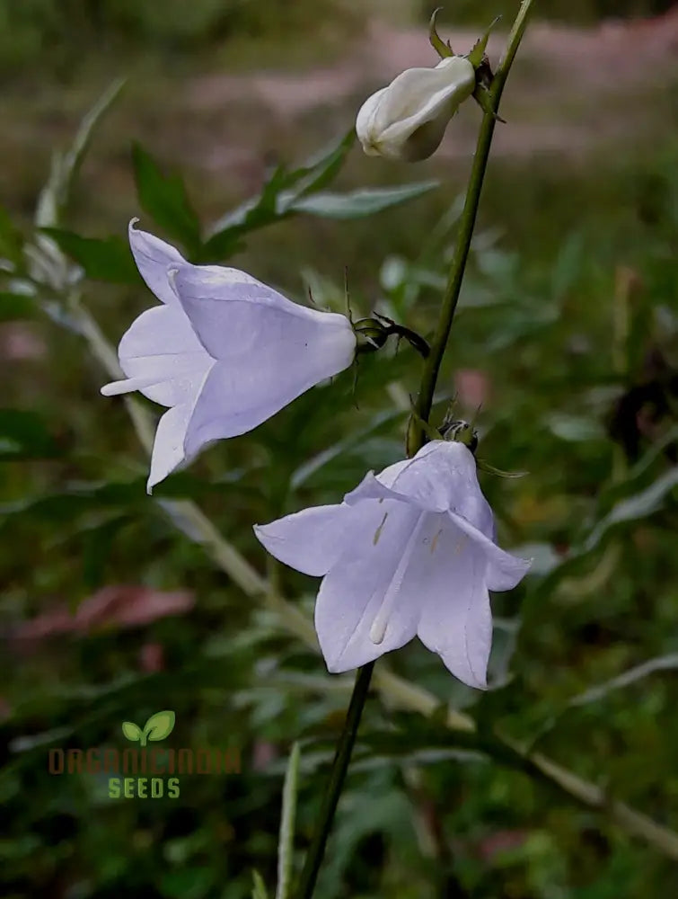 Adenophora Khasiana Seeds For Planting Enhance Your Garden With Exquisite Floral Beauty