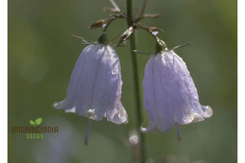 Adenophora Khasiana Seeds For Planting Enhance Your Garden With Exquisite Floral Beauty