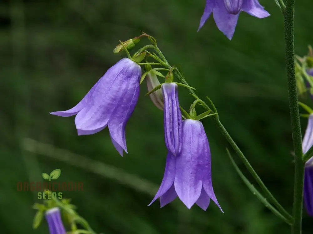 Adenophora Khasiana Seeds For Planting Enhance Your Garden With Exquisite Floral Beauty