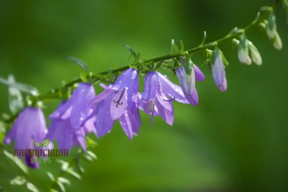 Adenophora Liliifolia Seeds For Planting Add Elegance To Your Garden With These Beautiful Flower