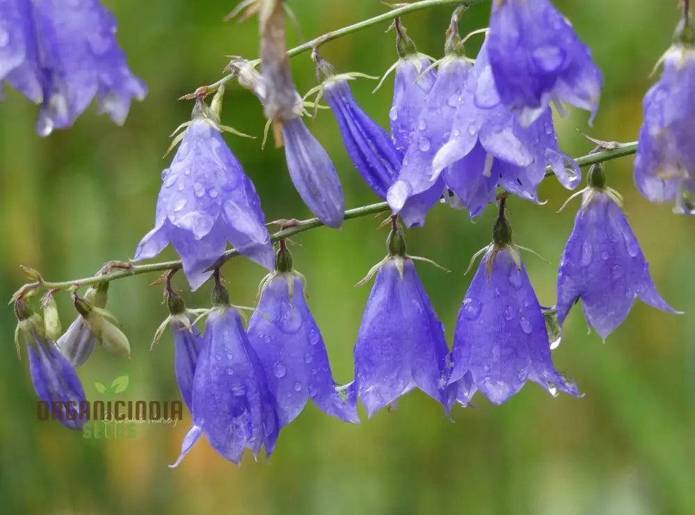 Adenophora Liliifolia Seeds For Planting Add Elegance To Your Garden With These Beautiful Flower