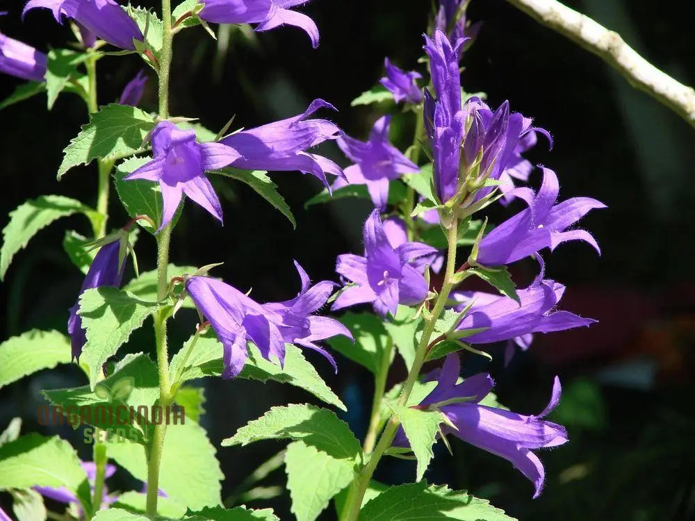 Adenophora Liliifolia Seeds For Planting Add Elegance To Your Garden With These Beautiful Flower