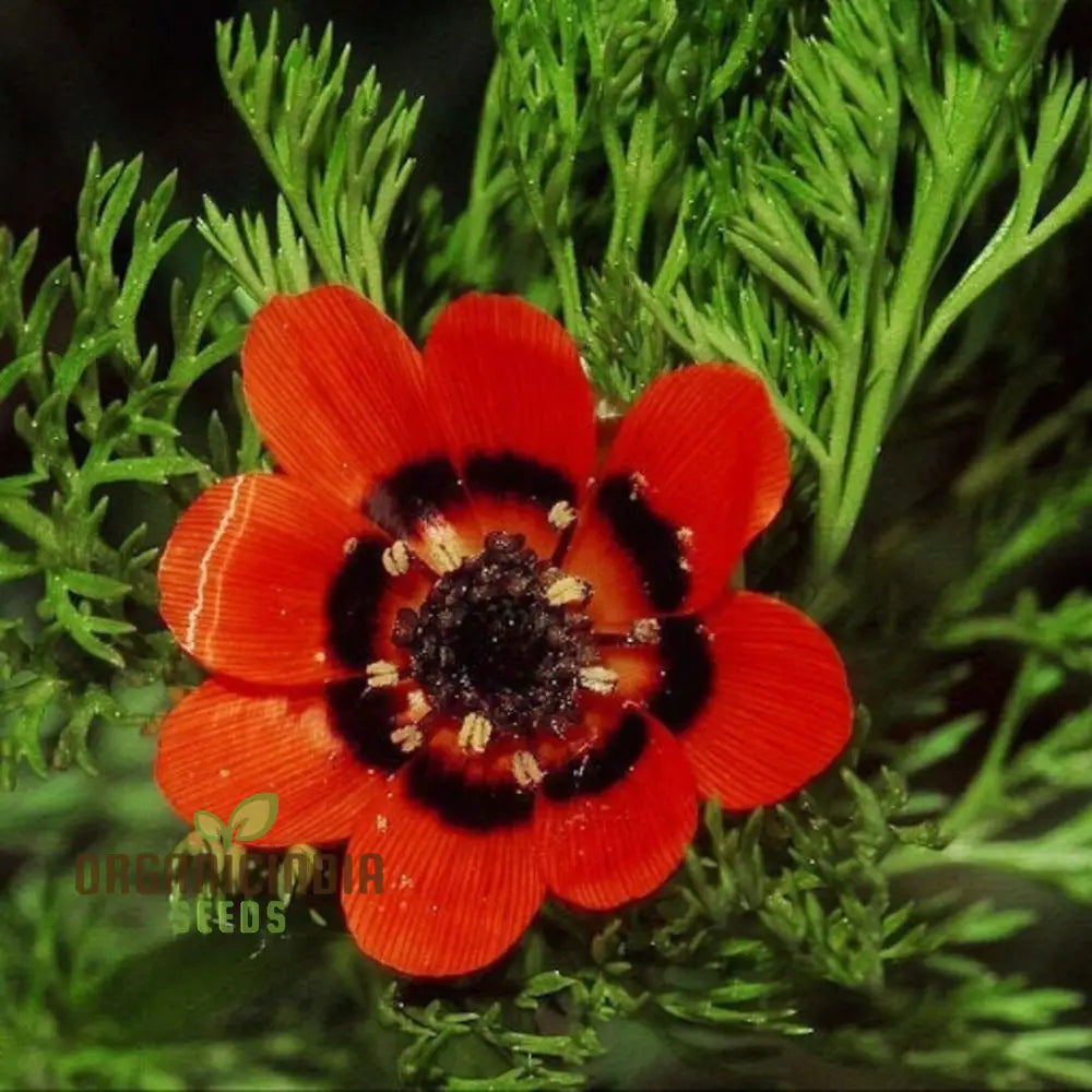 Adonis Aestivalis Seeds Summer Pheasantâ€™s-Eye Beauty For Your Garden