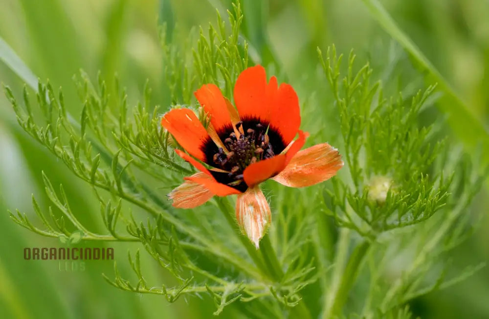 Adonis Aestivalis Seeds Summer Pheasantâ€™s-Eye Beauty For Your Garden