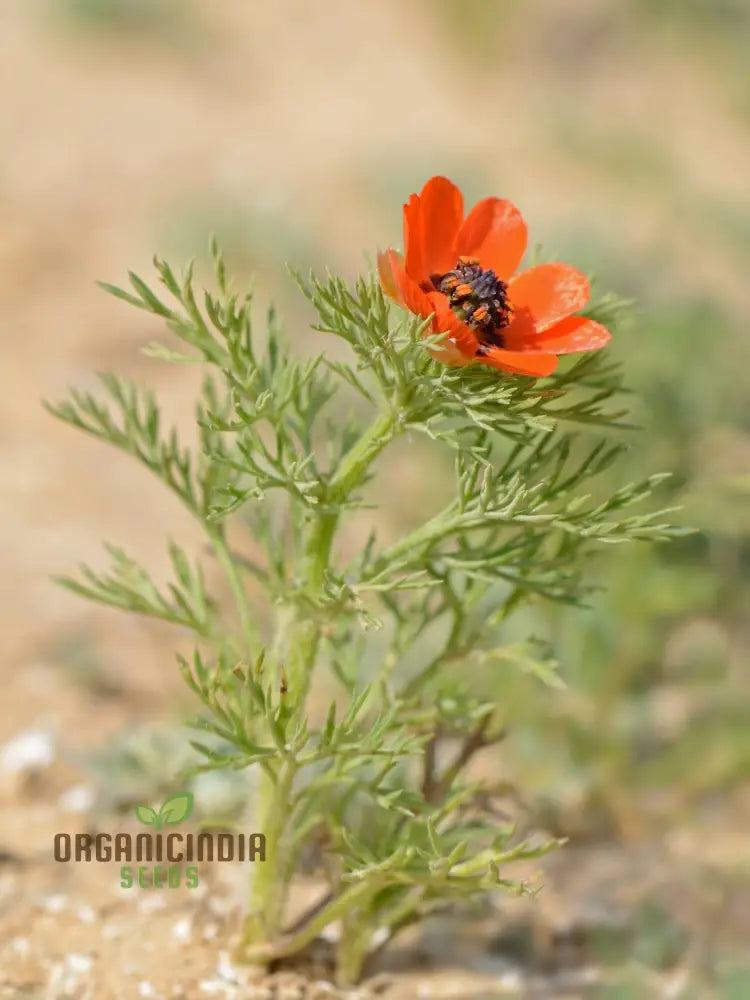 Adonis Aestivalis Seeds Summer Pheasantâ€™s-Eye Beauty For Your Garden