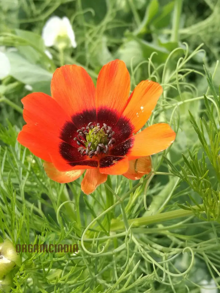 Adonis Aestivalis Seeds Summer Pheasant’s-Eye Beauty For Your Garden