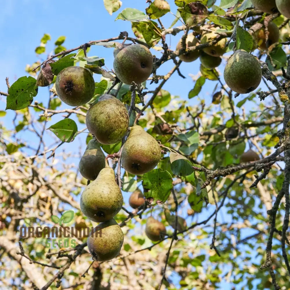 Aegle Marmelos Seeds Grow Your Own Sacred Bael Tree In Garden