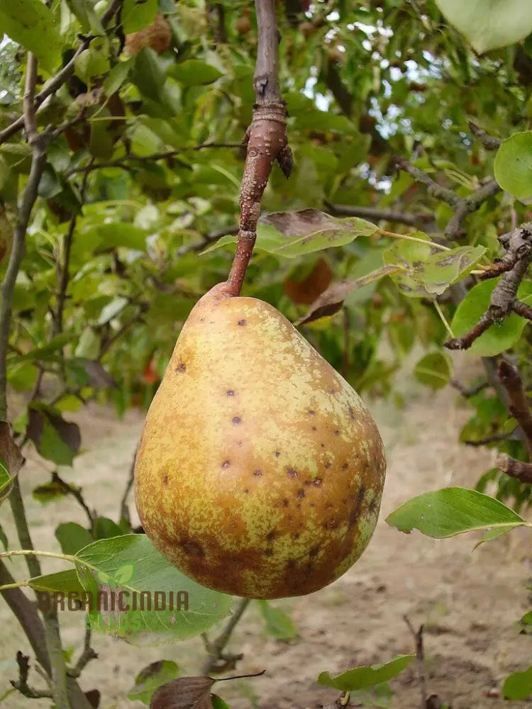 Aegle Marmelos Seeds Grow Your Own Sacred Bael Tree In Garden