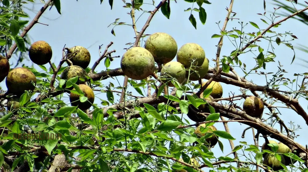 Aegle Marmelos Seeds Grow Your Own Sacred Bael Tree In Garden